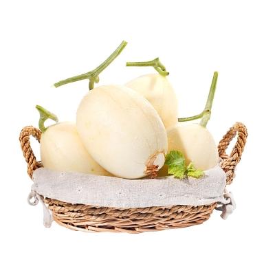 东方蜜瓜1.7斤/个
